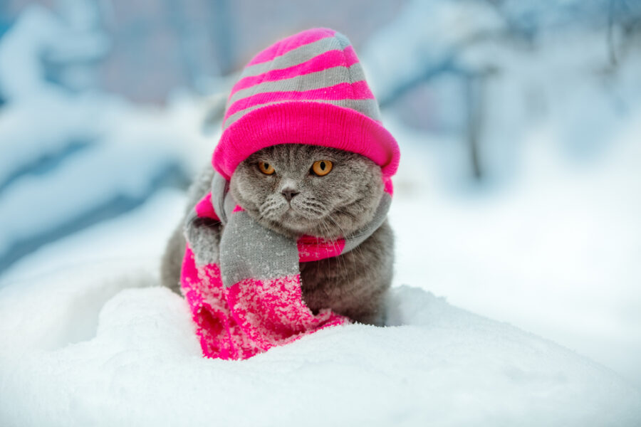 Cat with hat and scarf in the snow