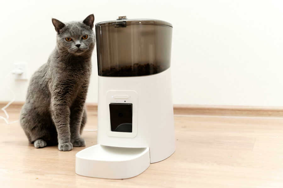 Cat sitting next to automatic feeder