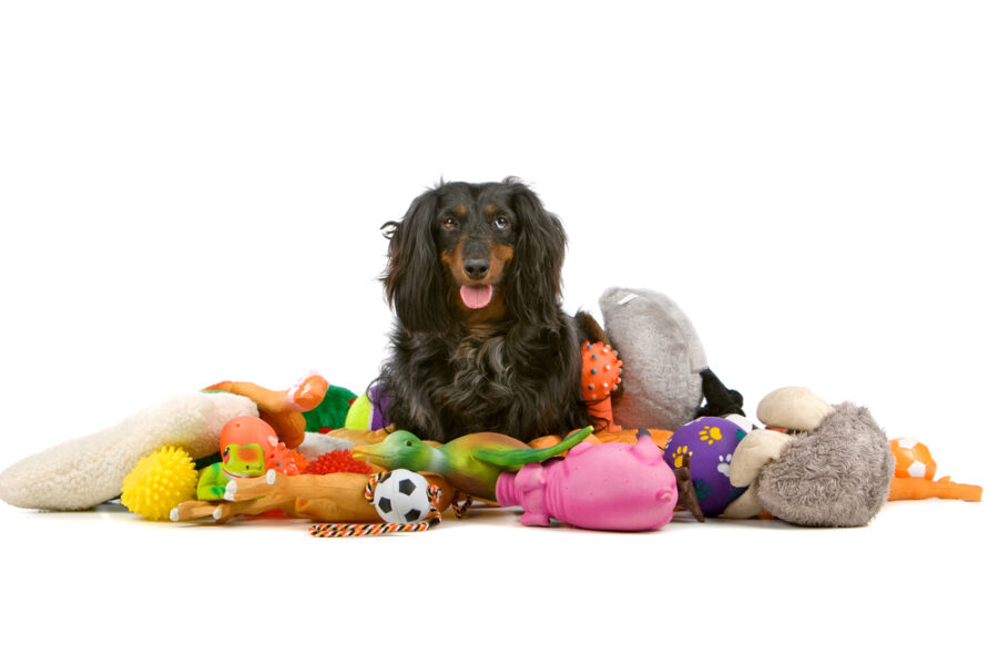 Small dog sitting on pile of toys