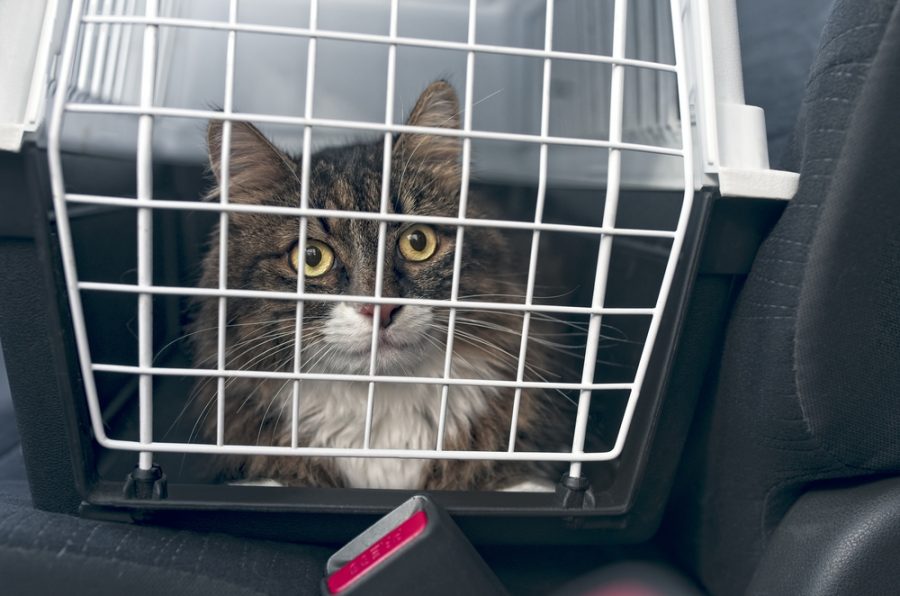 cat in car carrier