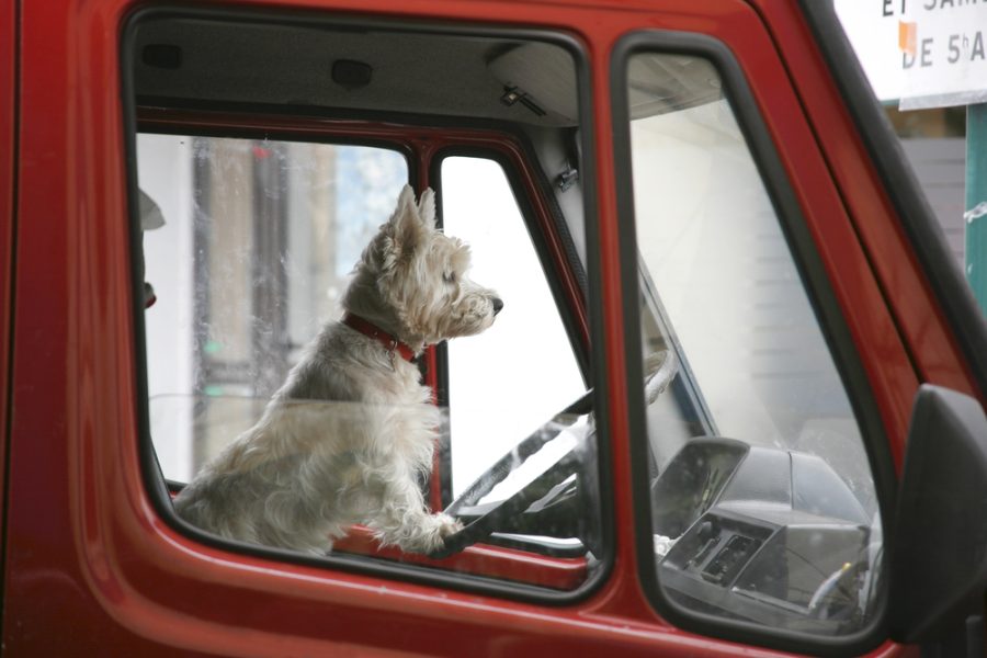 White terrier at the wheel of a red truck