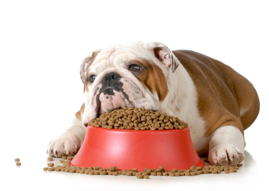 bulldog resting on food bowl