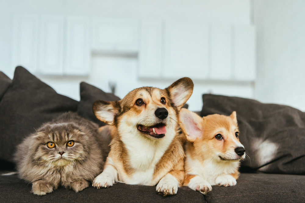 Easy Pet Care Precautions on the Road